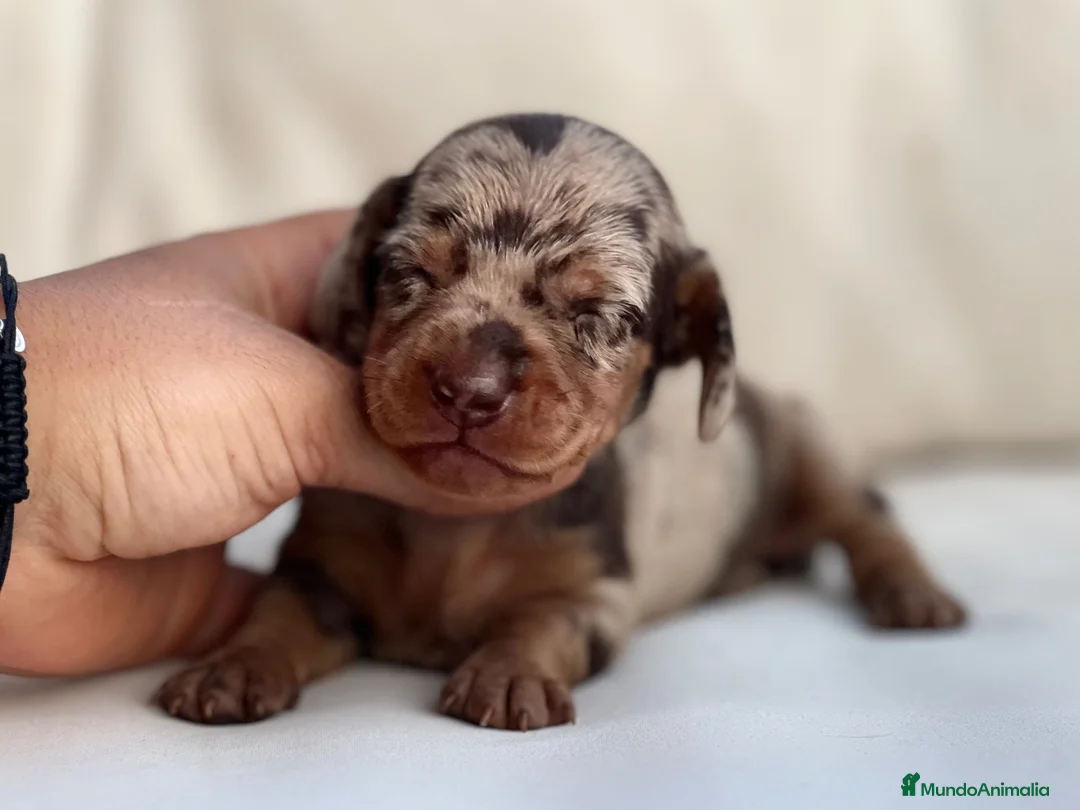 Teckel Miniatura perros en venta: PRECIOSA HEMBRITA DE TECKEL ARLEQUÍN CHOCOLATE - Anuncio 2