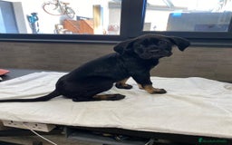 Cane Corso perros en venta: Precio cachorro Cane corso  - Imagen 1
