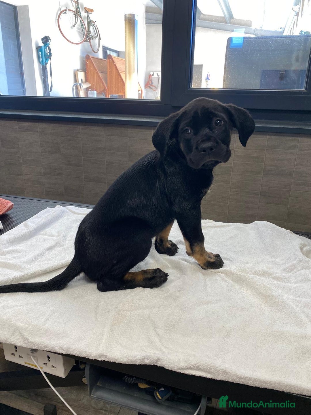 Cane Corso perros en venta: Precio cachorro Cane corso  - Imagen 1
