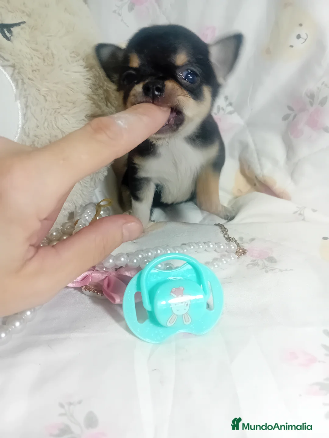 Chihuahua perros en venta: ‼️‼️Chihuahuas muy cariñosos tamaño mini  - Anuncio 3