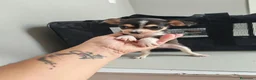 Chihuahua perros en venta: ÚLTIMO MACHO DE 🌟Chihuahua 🌟 - Anuncio 4