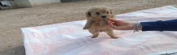 Caniche Toy perros en venta: CANICHE TOY HEMBRITA APRICOT  - Anuncio 2