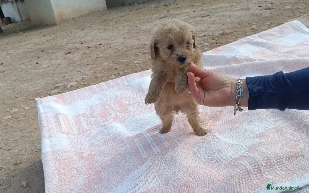 Caniche Toy perros en venta: CANICHE TOY HEMBRITA APRICOT  - Anuncio 2