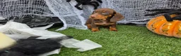 Teckel Miniatura perros en venta: TECKEL MINI & KANNINCHEN CHOCOLATES - Anuncio 3
