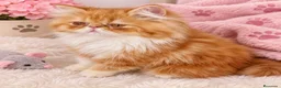 Persa gatos en venta: Persa en Granada - Anuncio 1