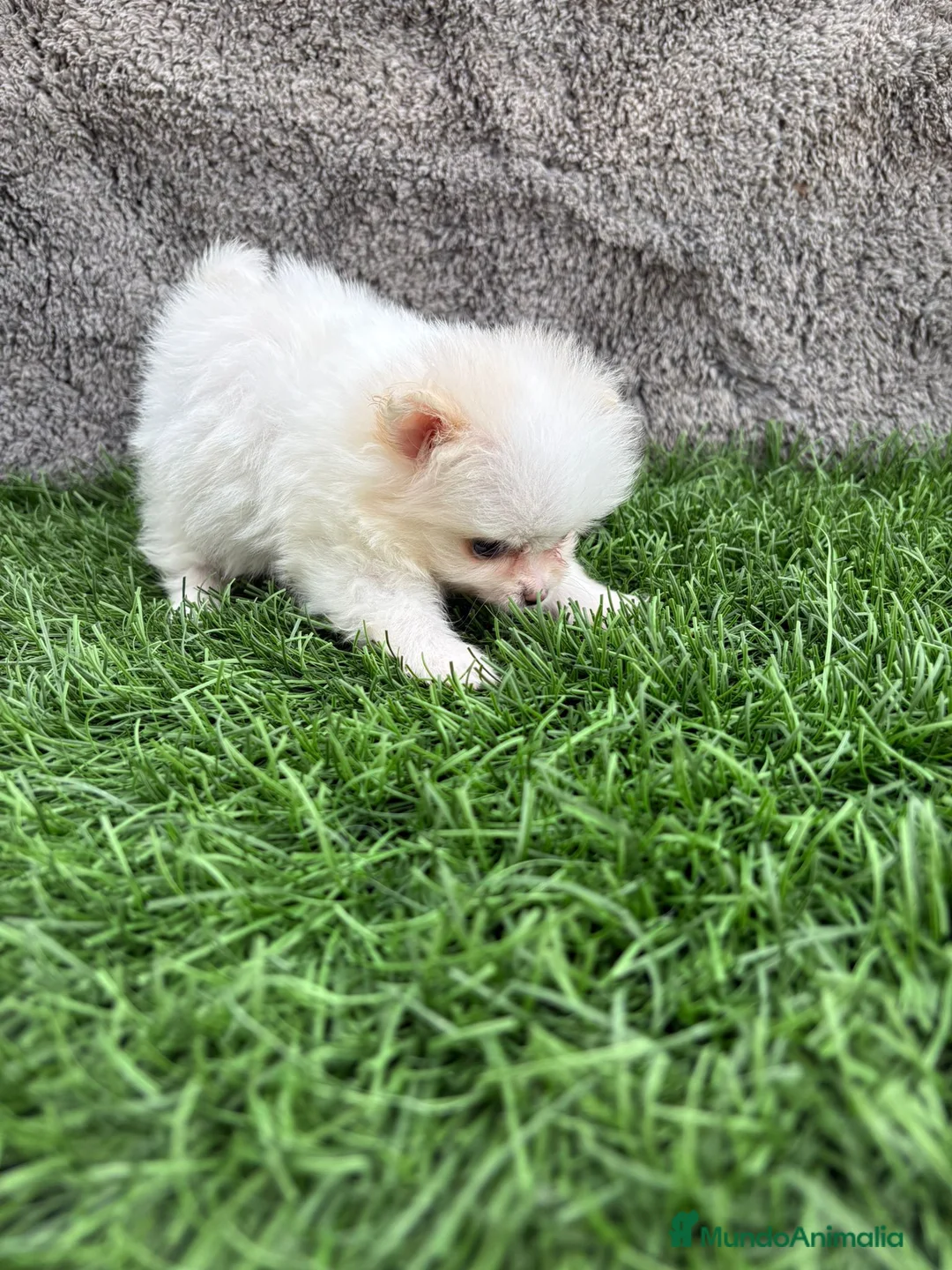 Pomerania perros en venta: Hembra mini toy lulu Pomerania blanca naranja  - Anuncio 2