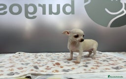 Chihuahua perros en venta: Chihuahua Mini  - Imagen 2