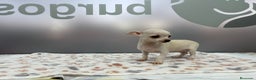 Chihuahua perros en venta: Chihuahua Mini  - Anuncio 2