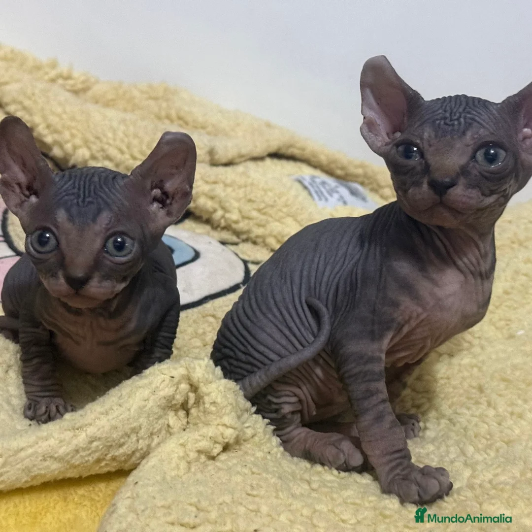 Sphynx gatos en venta: Sphynx  - Anuncio 4
