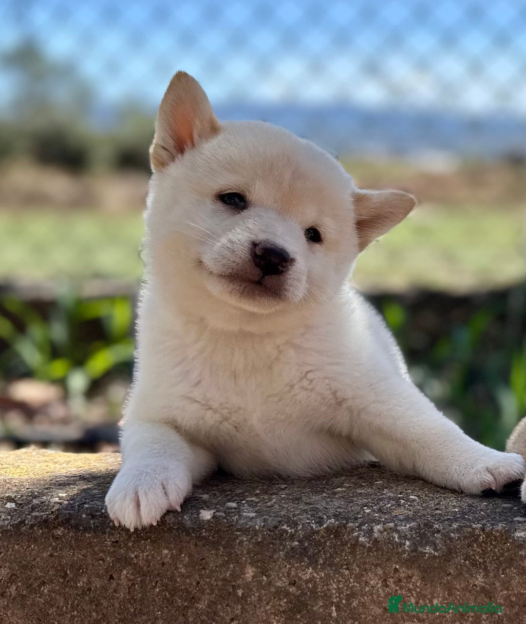 Shiba Inu perros en venta: CAMADA DE SHIBA INU EXCEPCIONAL  - Imagen 3