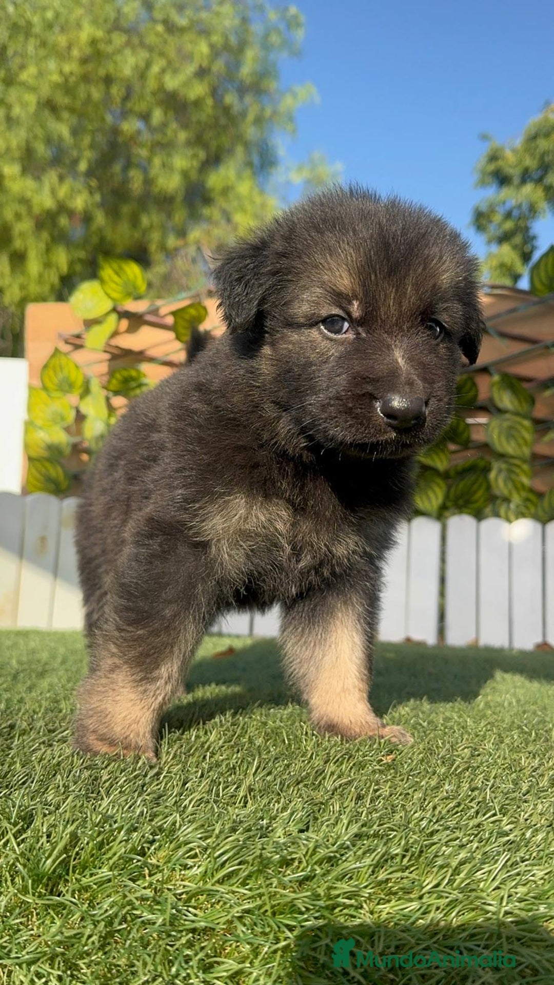 Pastor Alemán perros en venta: PASTOR ALEMAN - Imagen 16