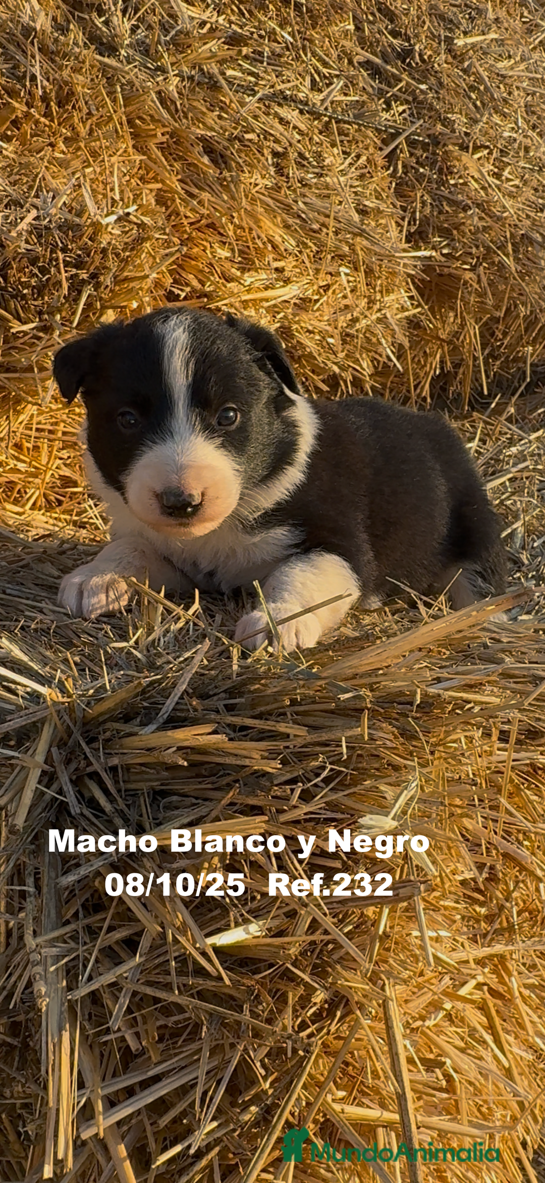 Border Collie perros en venta: BORDER COLLIE - Anuncio 4