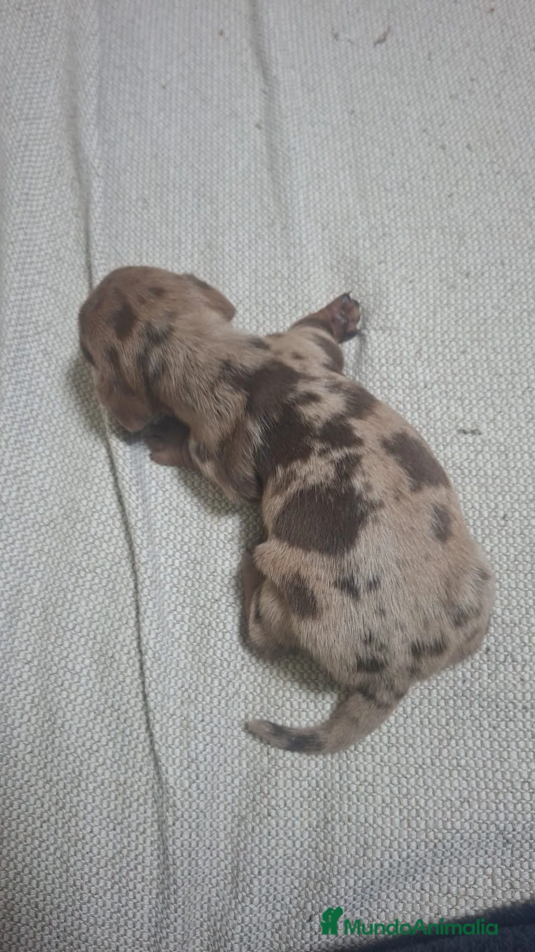 Teckel Miniatura perros en venta: Los tesoros de la Lola - Anuncio 1