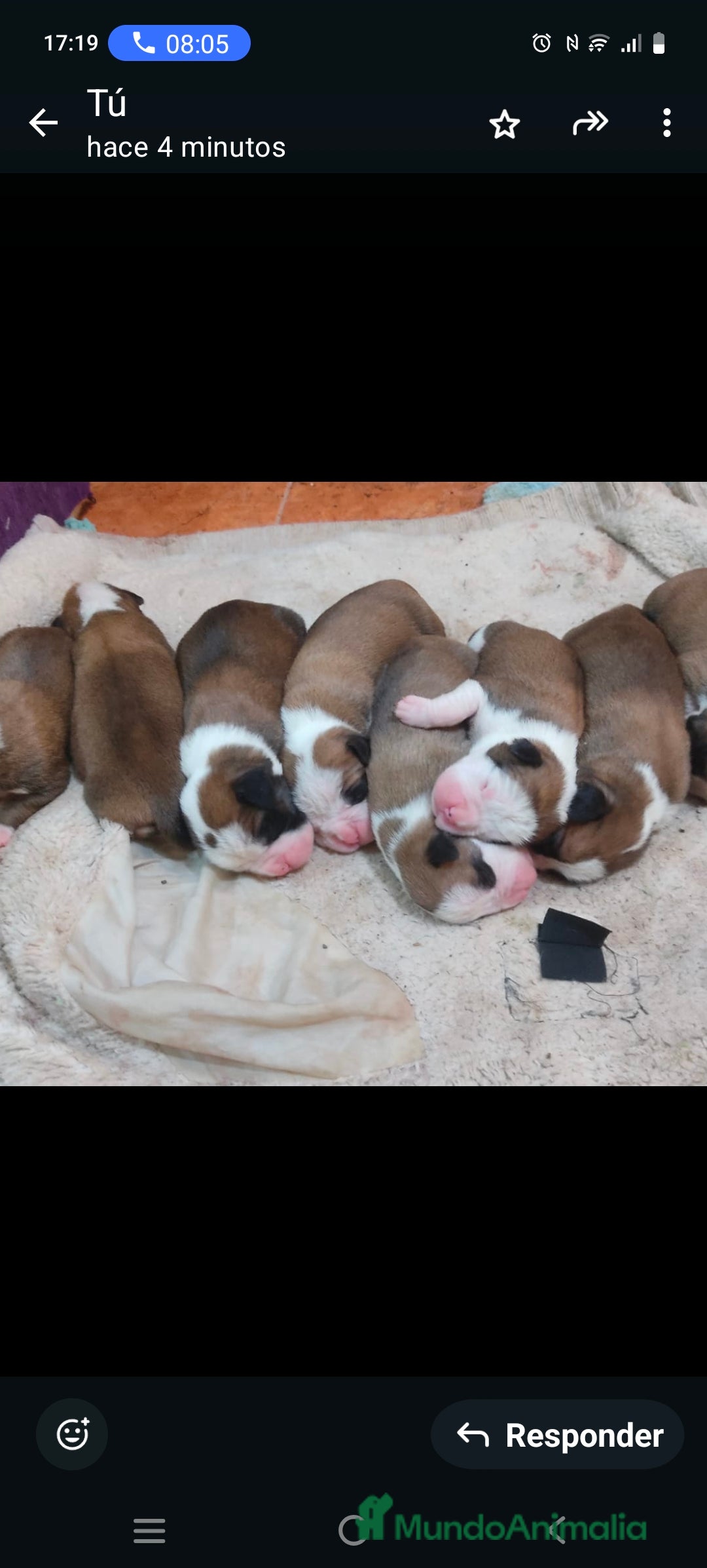 Boxer perros en venta: Bóxer  - Anuncio 1