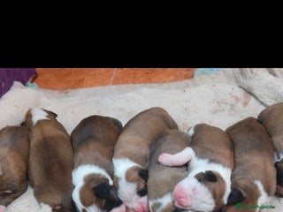 Boxer perros Bóxer - Anuncio 2