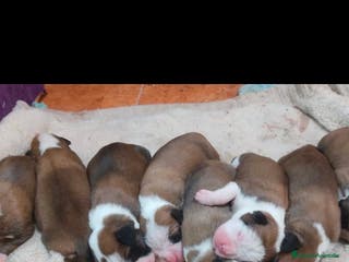 Boxer perros Bóxer - Anuncio 5