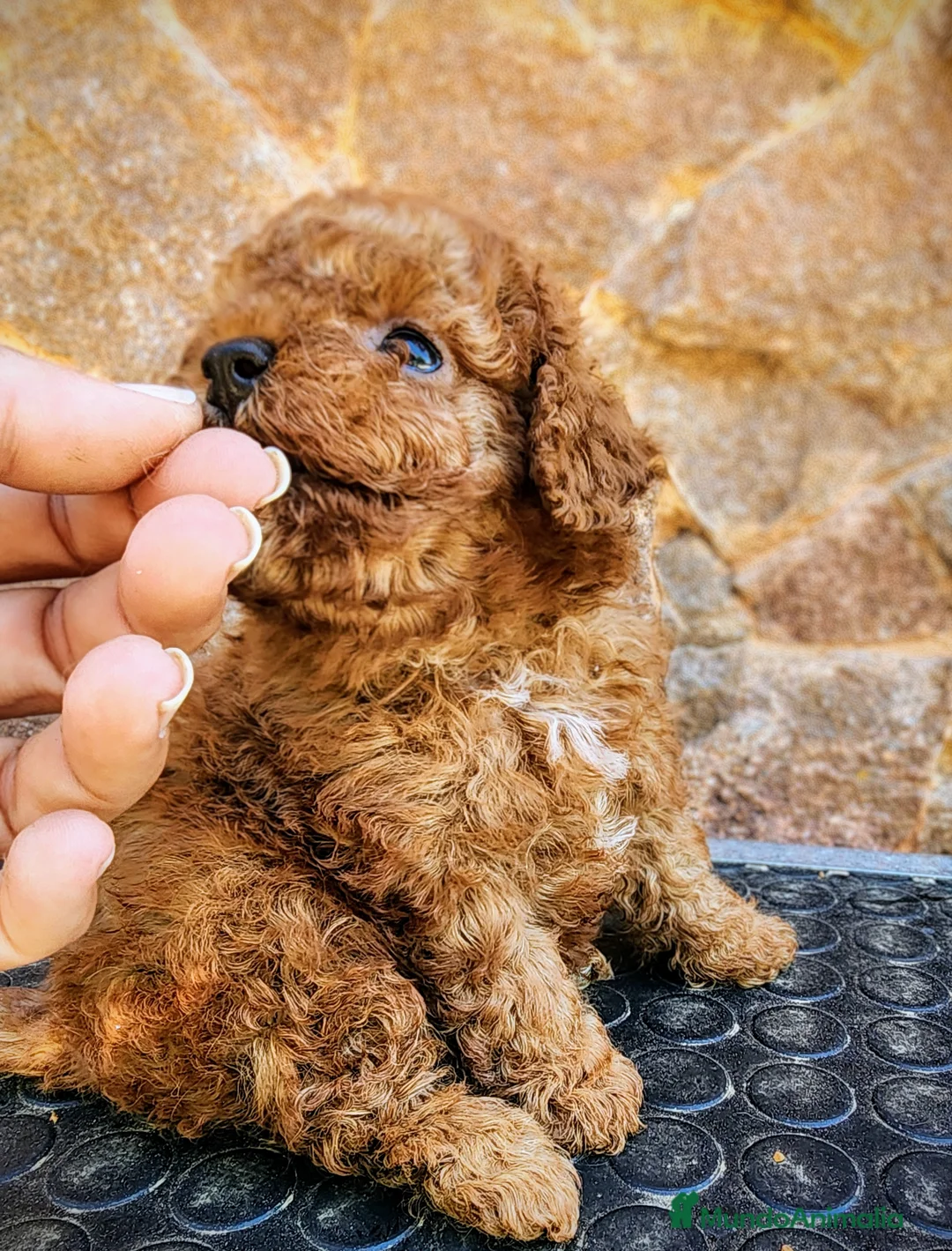 Caniche Toy perros en venta: Caniche toy precio real - Anuncio 9