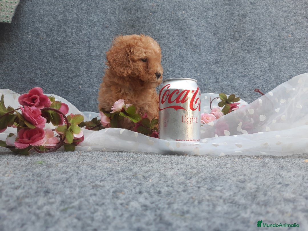 Caniche Toy perros en venta: caniche y maltipol  - Anuncio 6