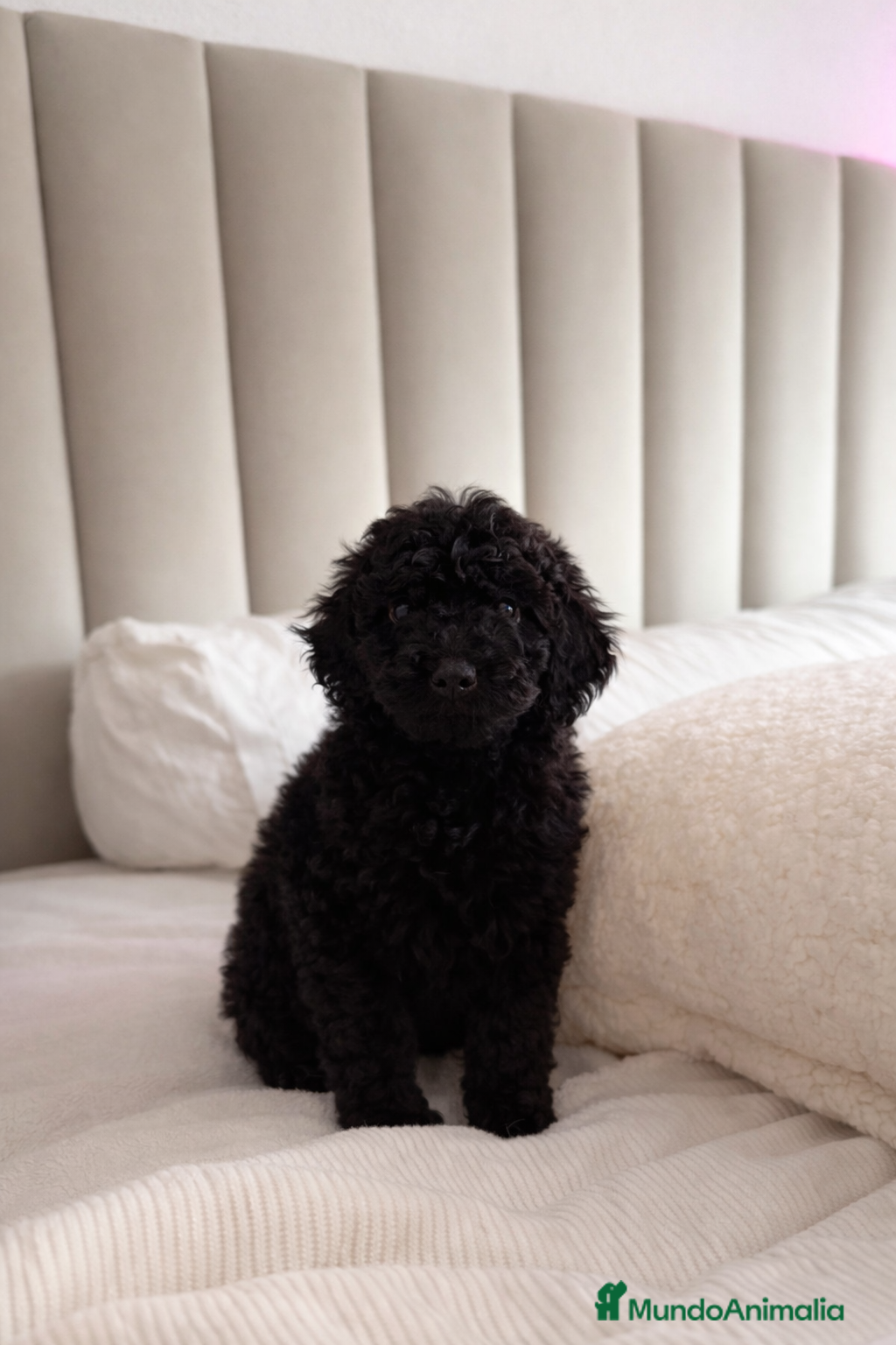 Caniche Toy perros Machito de caniche Toy - Anuncio 1