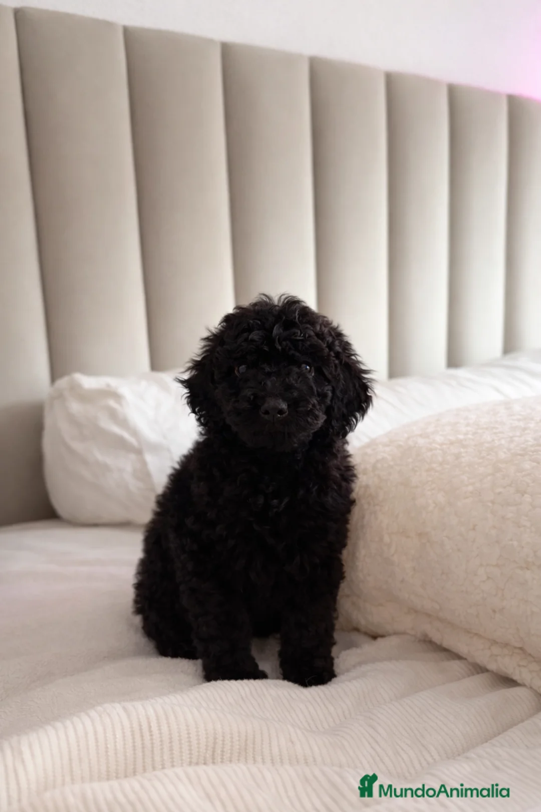 Caniche Toy perros en venta: Machito de caniche Toy - Anuncio 1