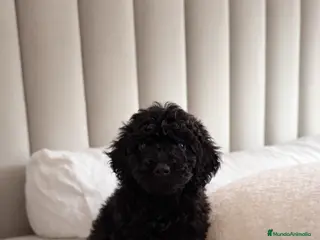 Caniche Toy perros Machito de caniche Toy - Anuncio 1