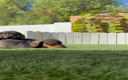 Teckel Miniatura perros en venta: TECKEL MINIATURA - Imagen 17