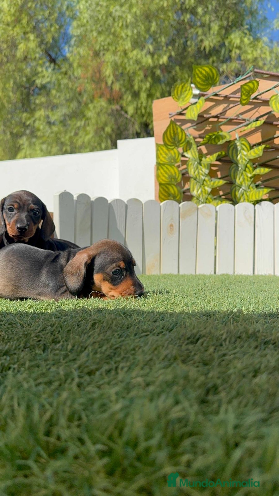Teckel Miniatura perros en venta: TECKEL MINIATURA - Imagen 17