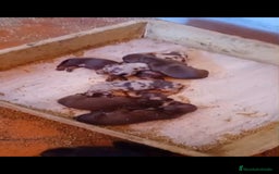 Teckel Miniatura perros en venta: Teckel kanichen  - Imagen 1