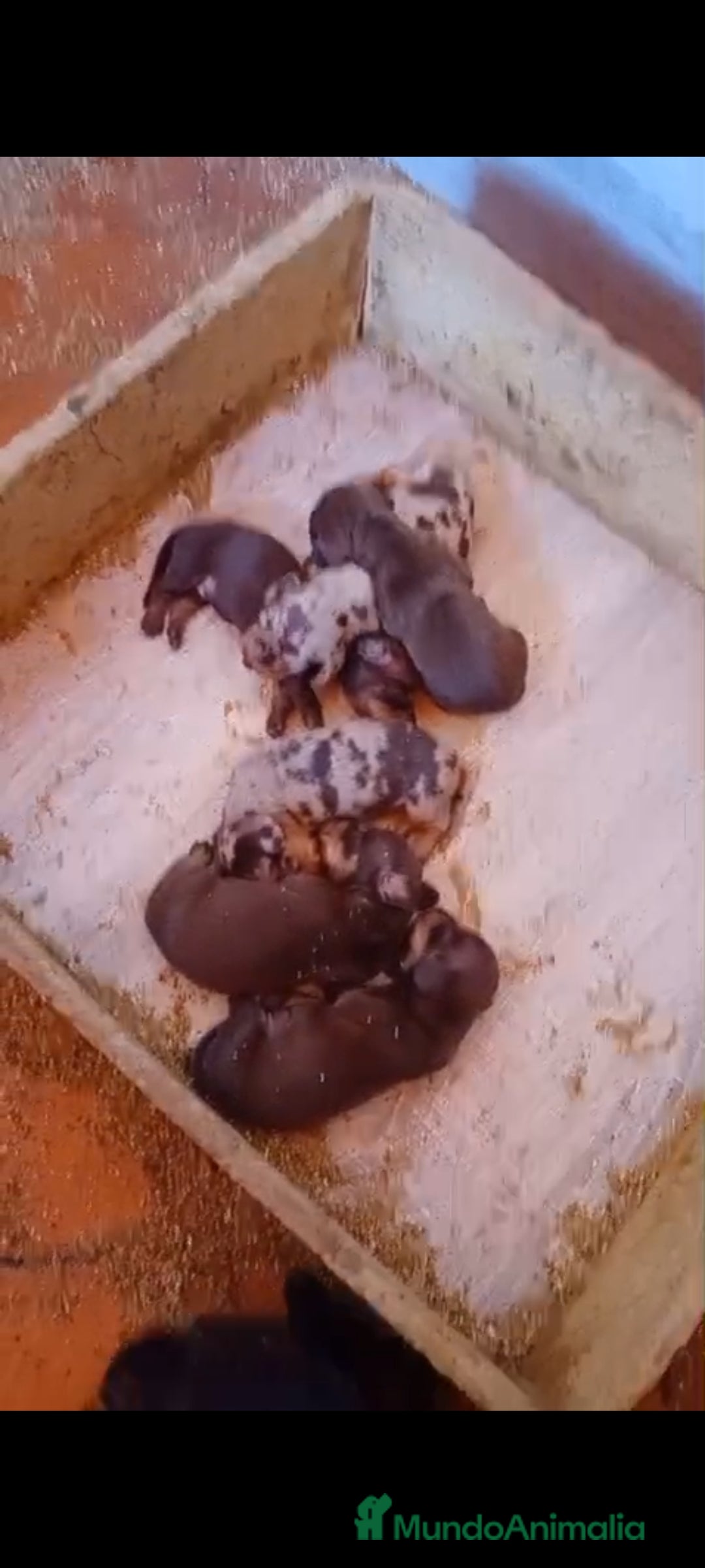 Teckel Miniatura perros en venta: Teckel kanichen  - Imagen 1
