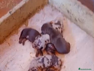 Teckel Miniatura perros - Anuncio 35