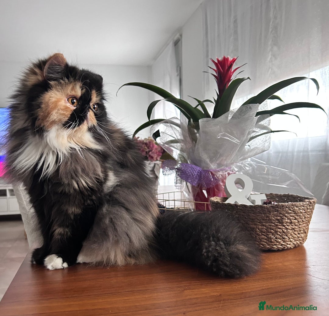 Persa gatos en venta: Persa hembra  - Imagen 2