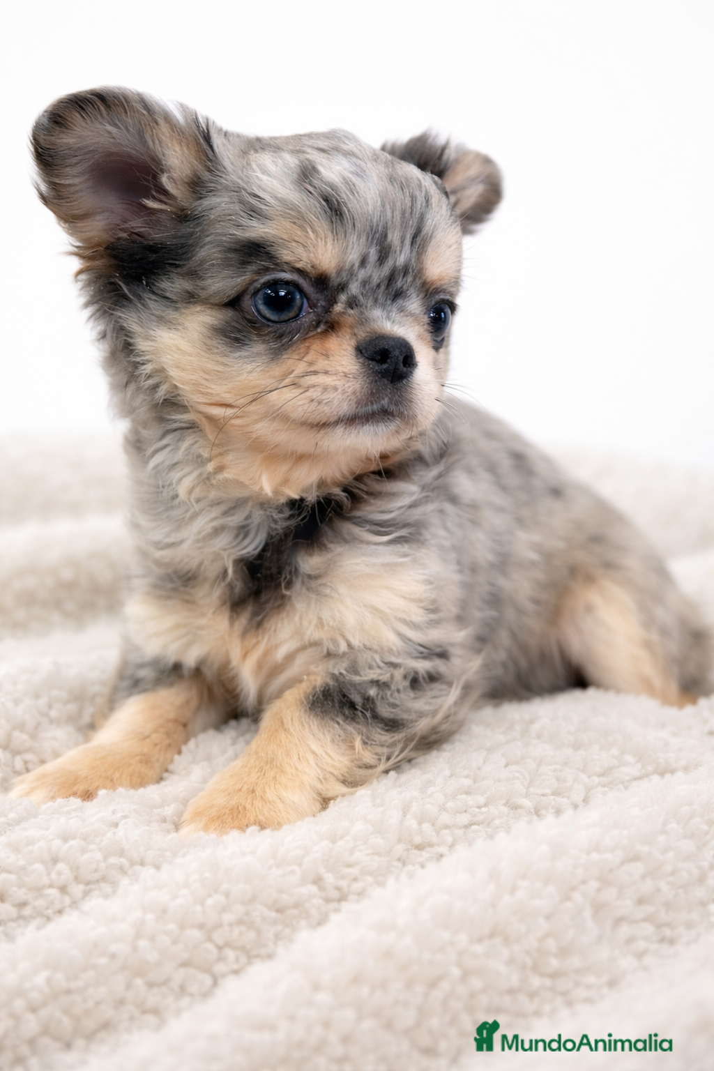 Chihuahua perros Chihuahua pelo largo Merle  - Anuncio 2