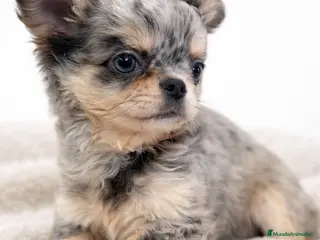 Chihuahua perros Chihuahua pelo largo Merle - Anuncio 2