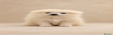 Pomerania 3