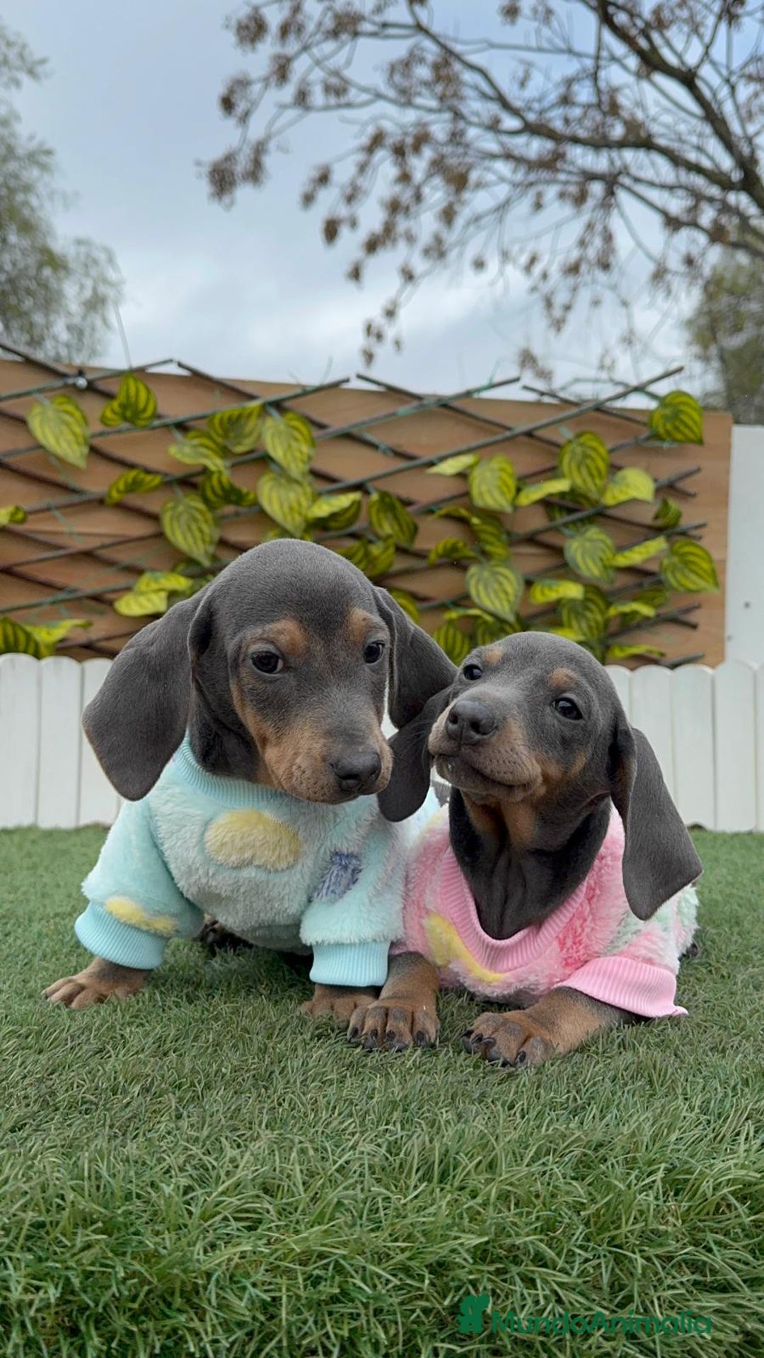 Teckel Miniatura perros en venta: TECKEL MINIATURA BLUE - Anuncio 9