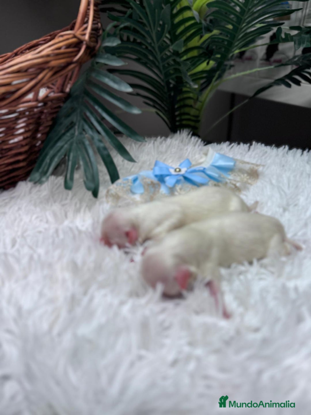 Bichón Maltés perros en venta: BICHON MALTES - Anuncio 14