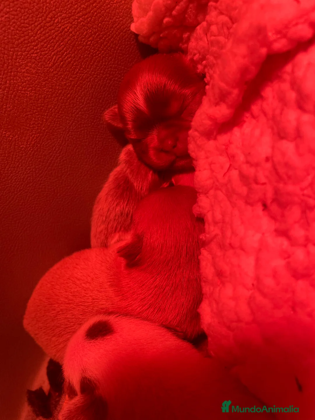 Chihuahua perros en venta: Machitos de chihuahua - Anuncio 2