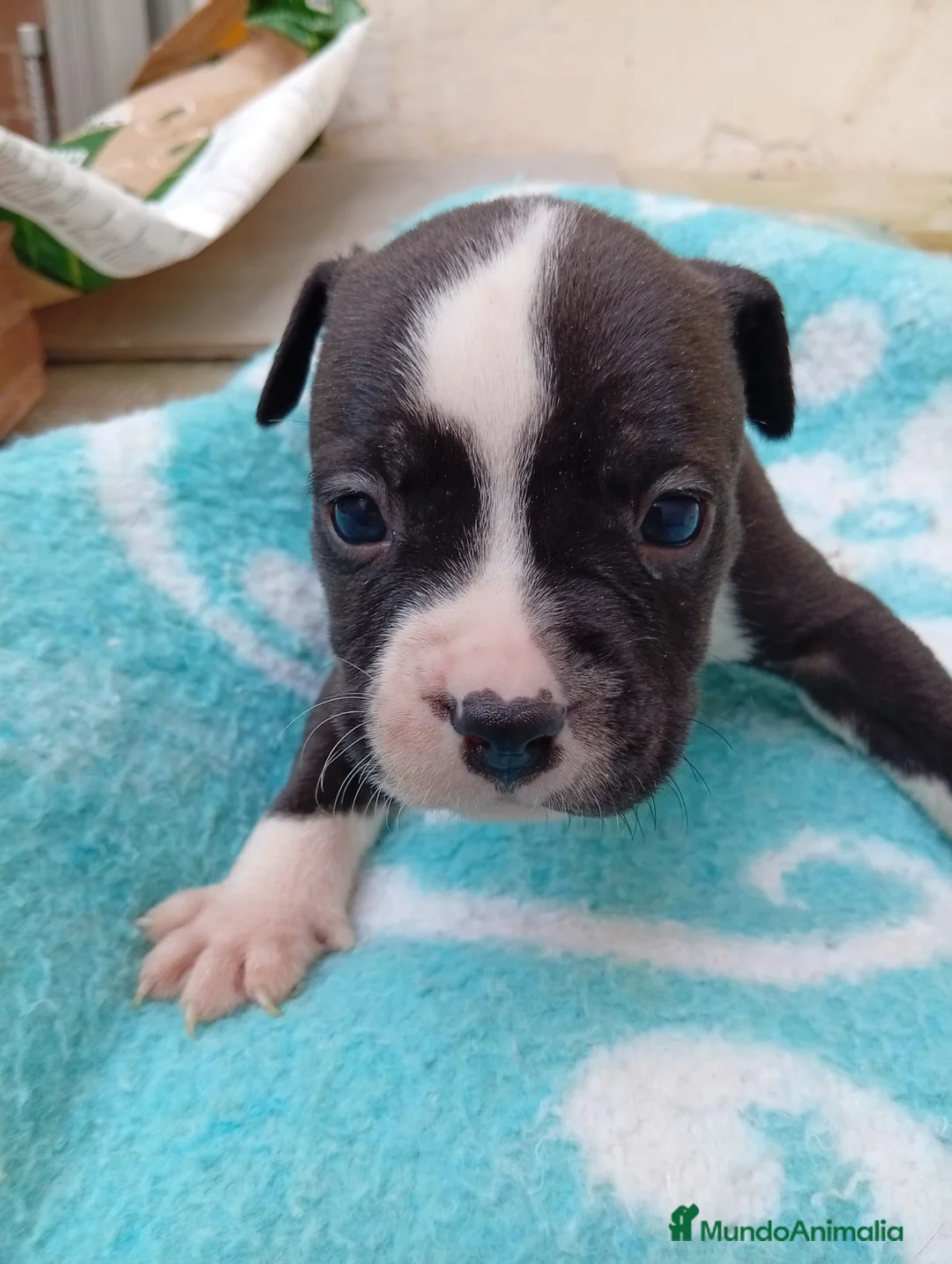 American Staffordshire-Terrier perros en venta: American estanford  - Anuncio 2