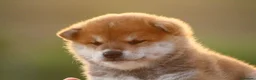 Shiba Inu perros en venta: 🤍 PRECIOSOS SHIBA INU ✨ en Alicante - Anuncio 6