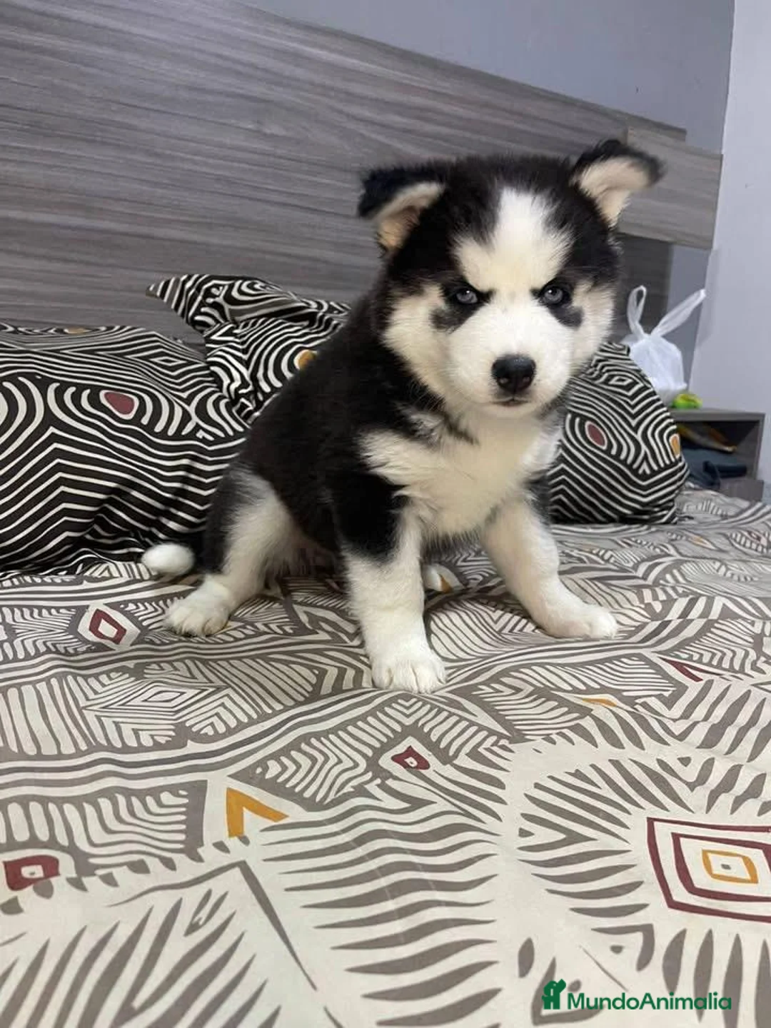 Husky Siberiano perros en venta: Cachorritos husky siberiano - Anuncio 3