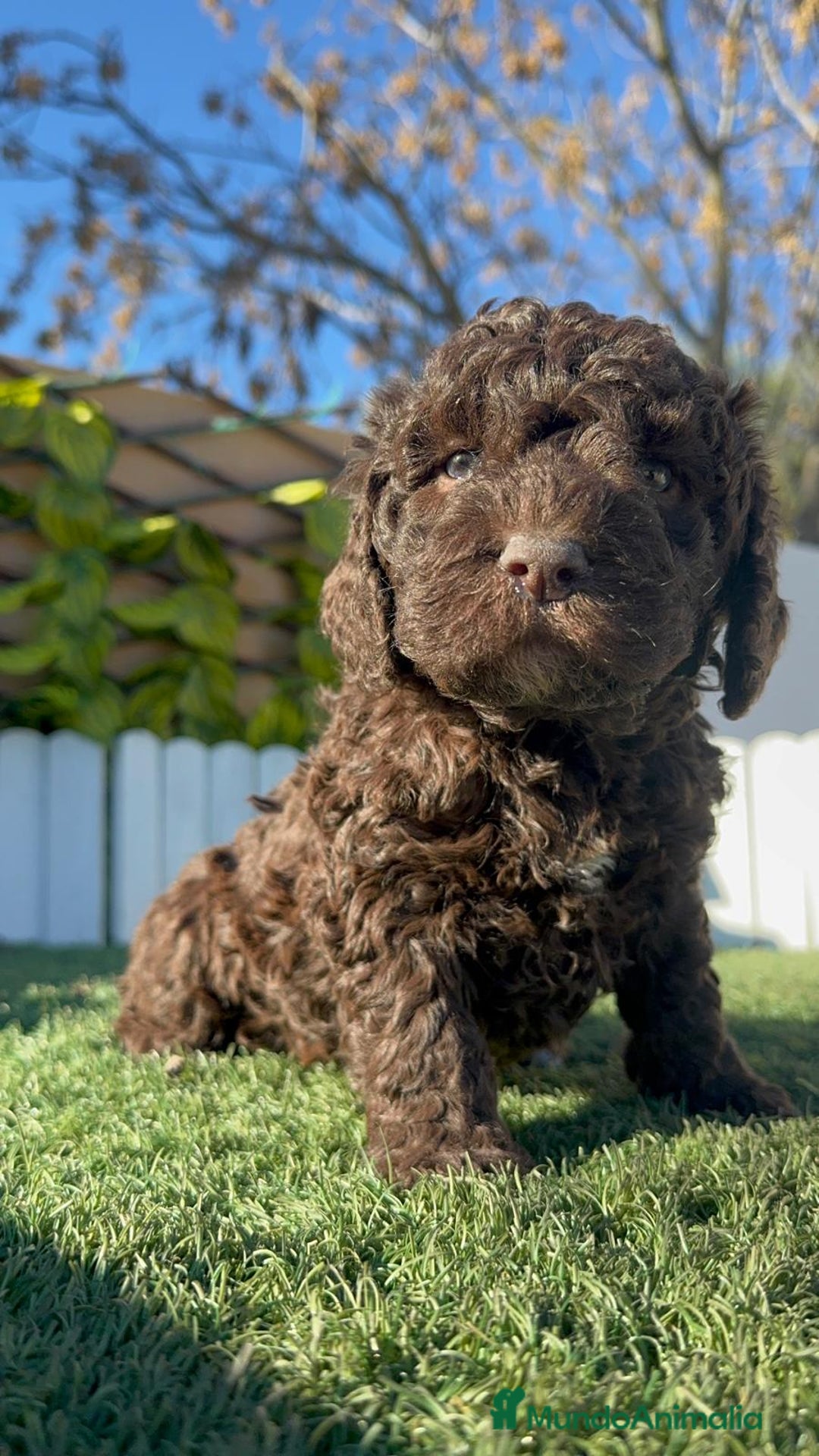 Perro de Agua Español perros en venta: PERRO DE AGUA ESPAÑOL MACHO - Anuncio 14