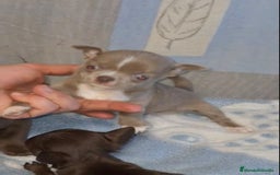 Chihuahua perros en venta: CHIHUAHUA MACHOS - Imagen 2