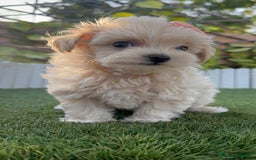 Maltipoo perros en venta: MALTIPOO MACHO - Imagen 9