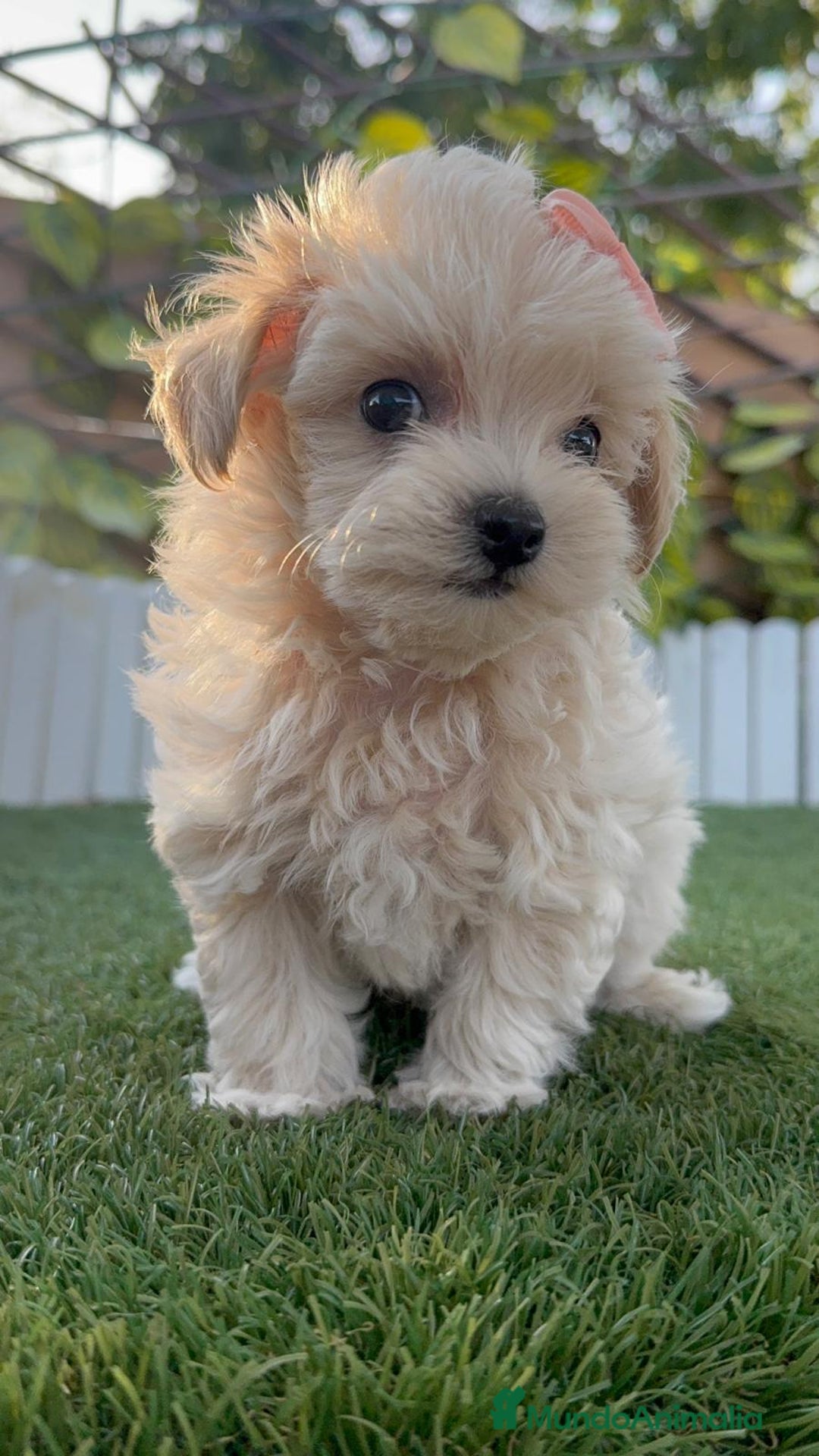 Maltipoo perros en venta: MALTIPOO MACHO - Imagen 9