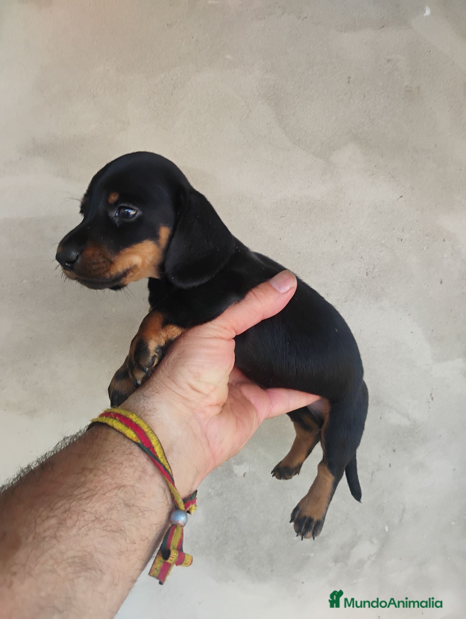 Teckel Miniatura perros Cachorros teckel miniatura  - Anuncio 1
