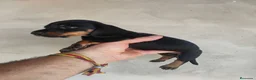 Teckel Miniatura perros en venta: Cachorros teckel miniatura  - Anuncio 1