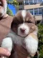 Pastor Australiano Cachorro 2