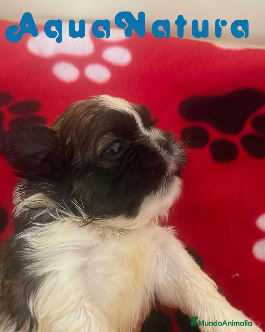 Shih Tzu perros en venta: Shih Tzu Macho 2 de Ada y Newman AQUANATURA - Anuncio 5