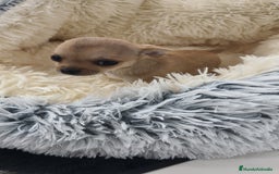Chihuahua perros en venta: Chihuahua disponibles - Imagen 3