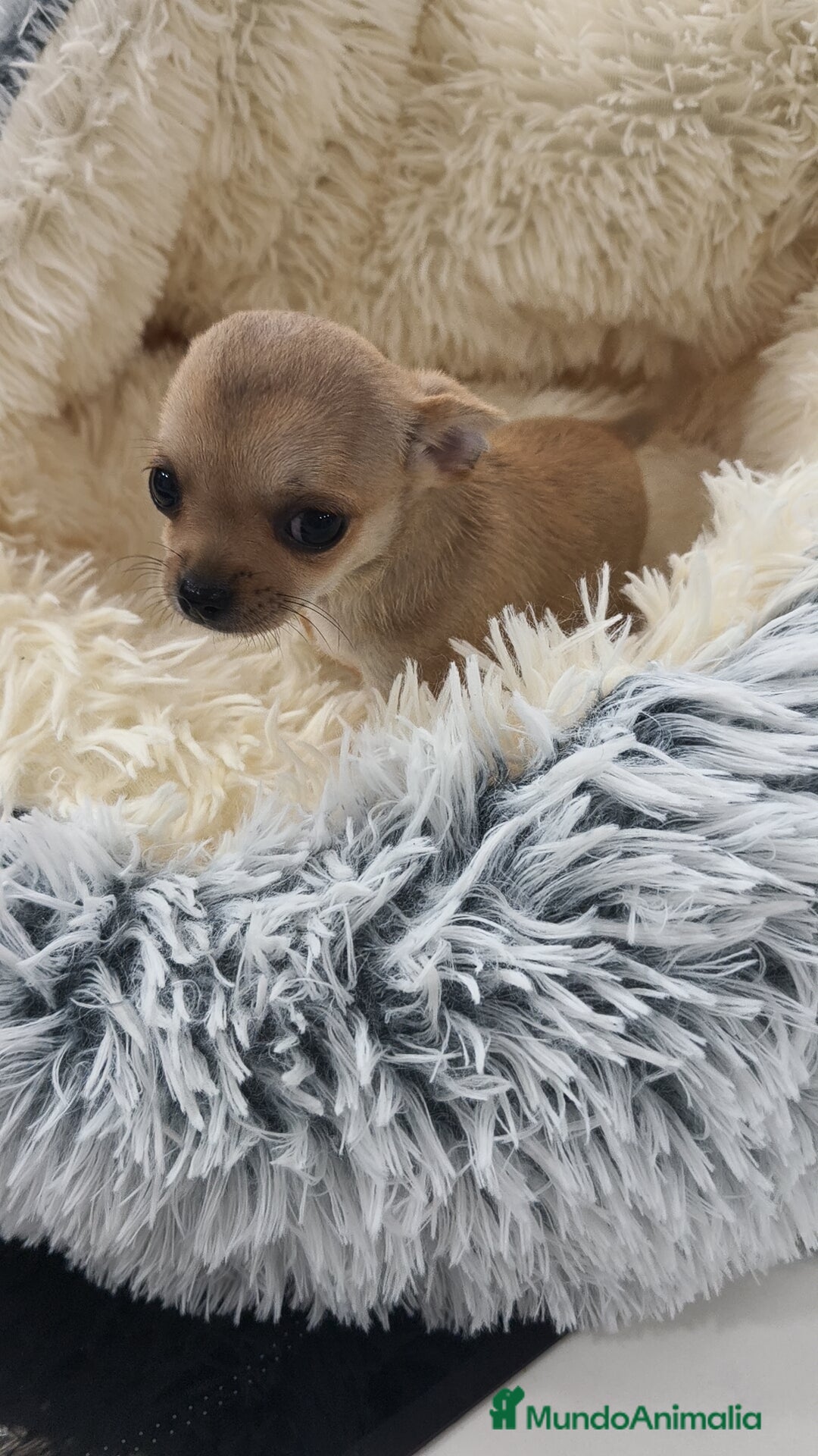 Chihuahua perros en venta: Chihuahua disponibles - Imagen 3